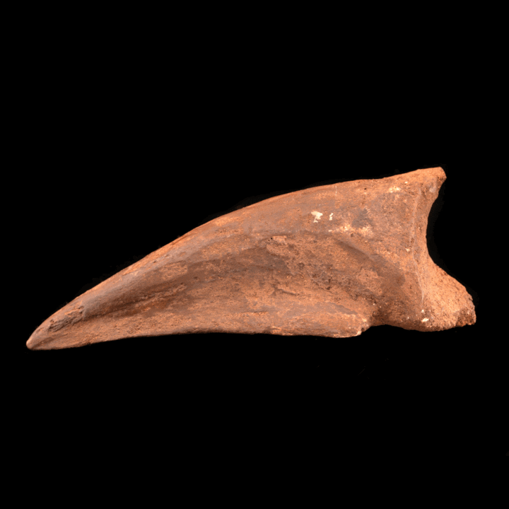 Spinosaurus Toe Claw // 4.75" Long // Cretaceous Period - Image 3