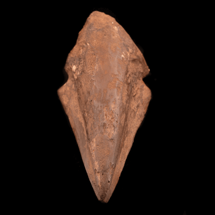 Spinosaurus Toe Claw // 4.75" Long // Cretaceous Period