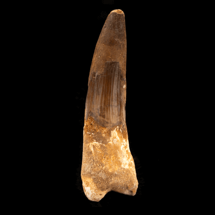 Spinosaurus Tooth // 4-5/8" Long - Image 2