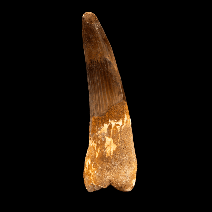 Spinosaurus Tooth // 4-5/8" Long - Image 3