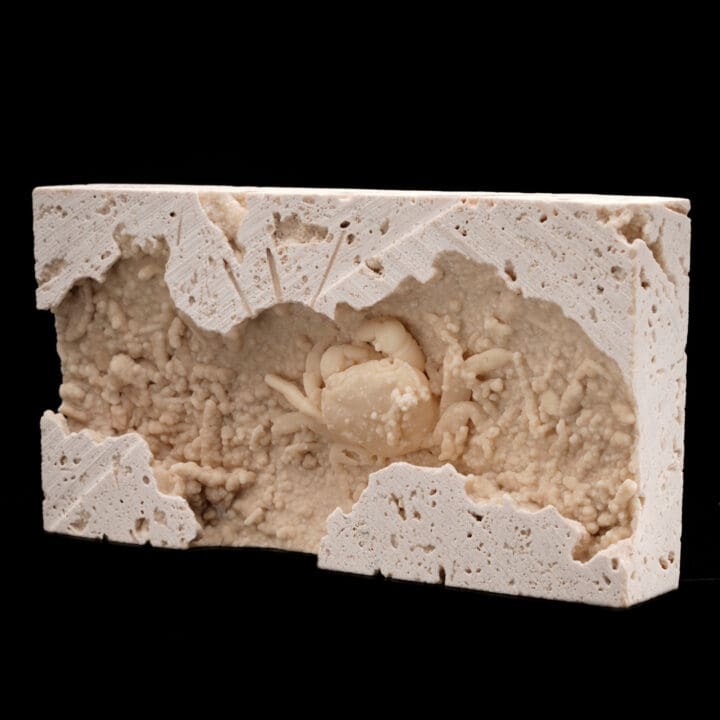 Potamon Crab in Travertine // 2.77 Lb. - Image 3