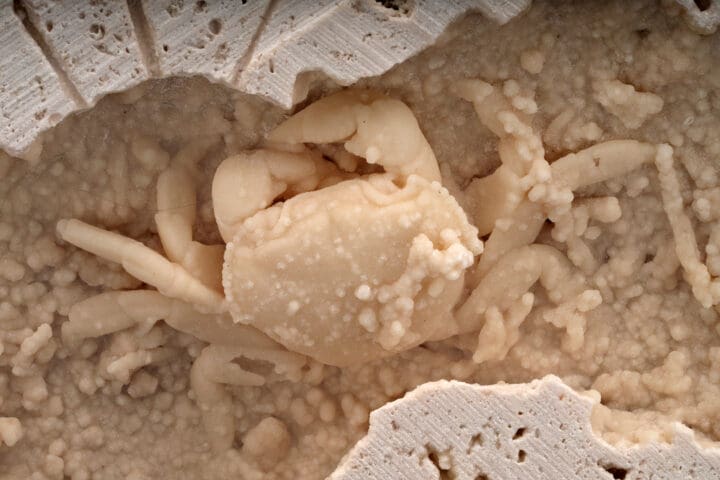 Potamon Crab in Travertine // 2.77 Lb. - Image 4