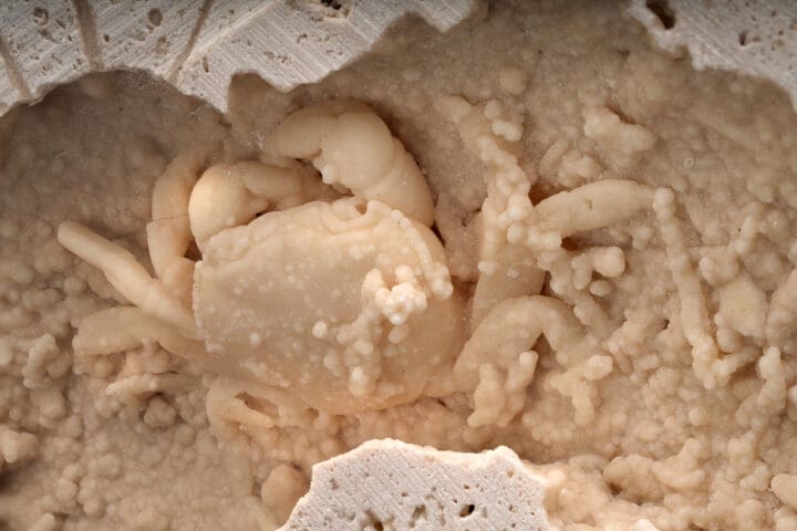 Potamon Crab in Travertine // 2.77 Lb. - Image 5