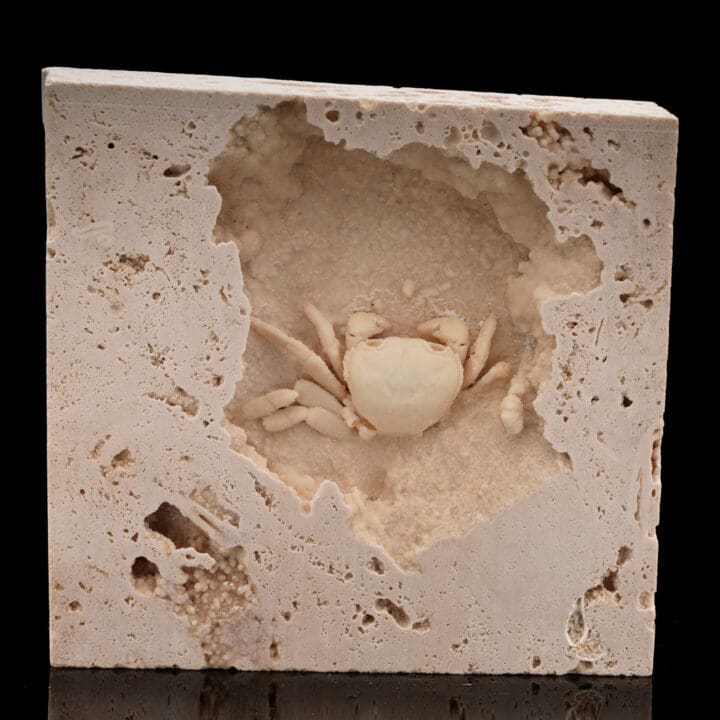 Potamon Crab in Travertine // 2.72 Lb.