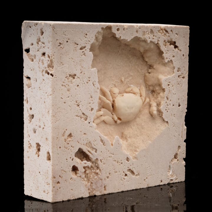 Potamon Crab in Travertine // 2.72 Lb. - Image 2