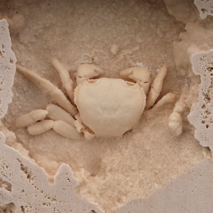 Potamon Crab in Travertine // 2.72 Lb. - Image 4