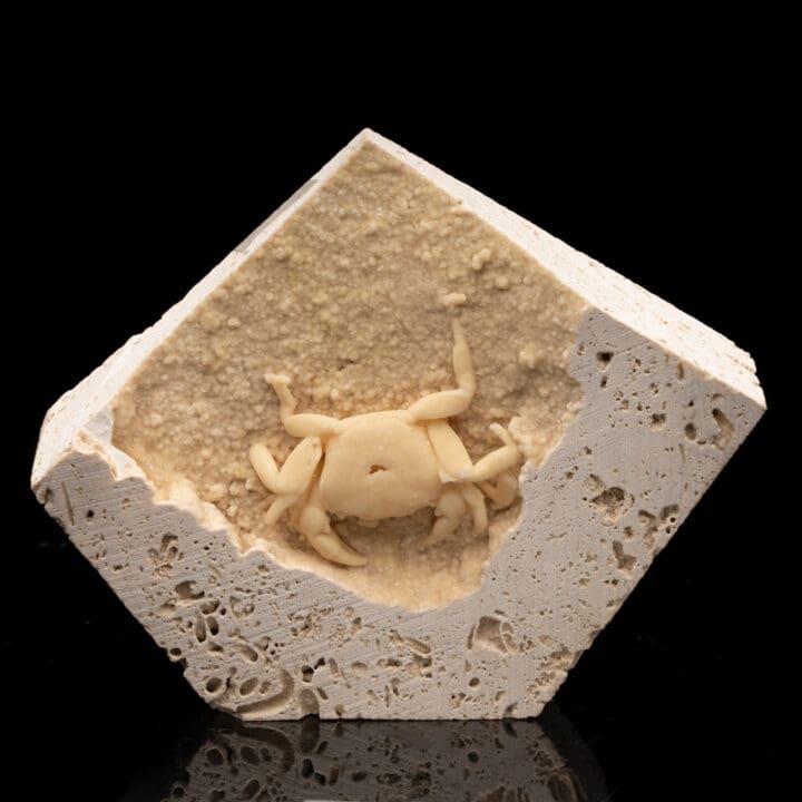 Potamon Crab in Travertine // 1.51 Lb.