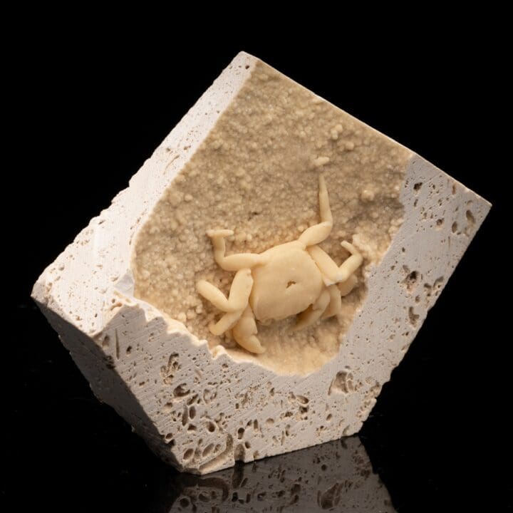 Potamon Crab in Travertine // 1.51 Lb. - Image 2