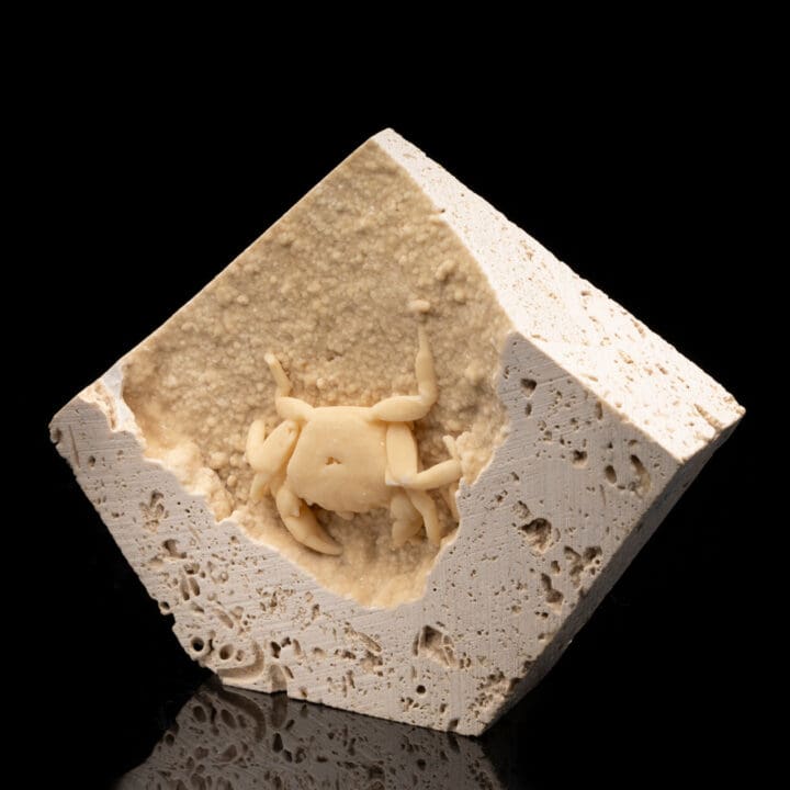 Potamon Crab in Travertine // 1.51 Lb. - Image 3