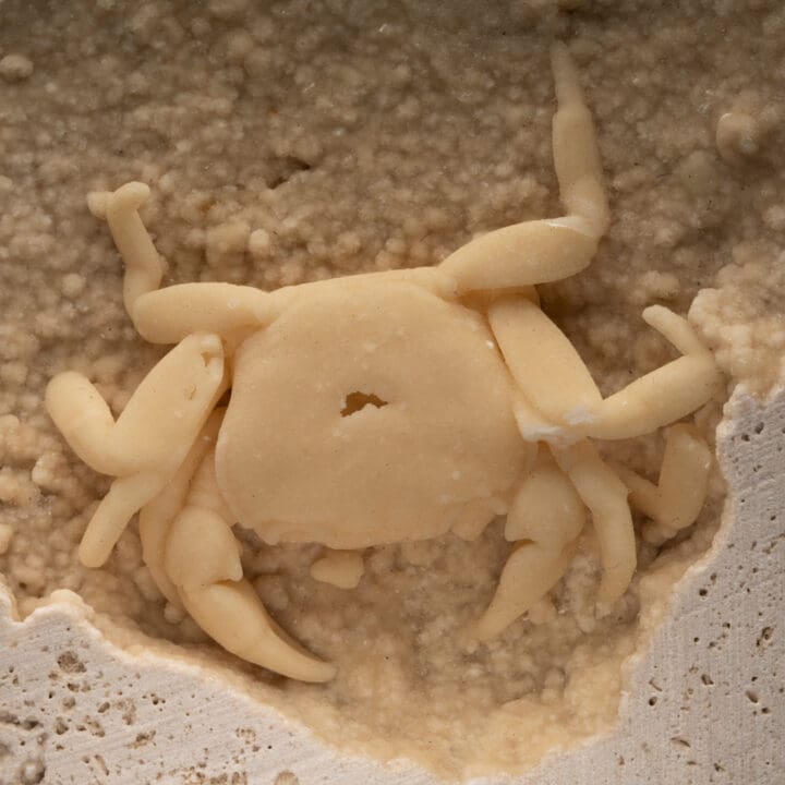 Potamon Crab in Travertine // 1.51 Lb. - Image 4