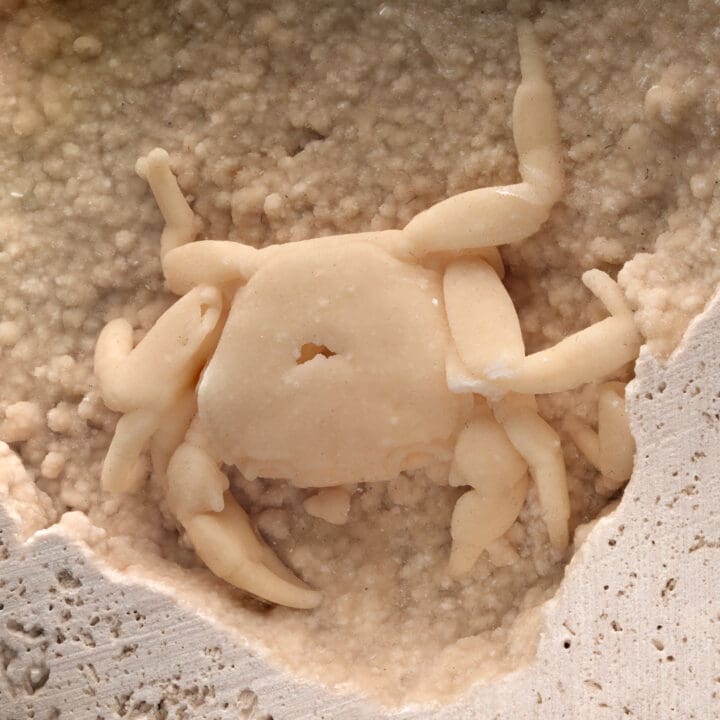Potamon Crab in Travertine // 1.51 Lb. - Image 5