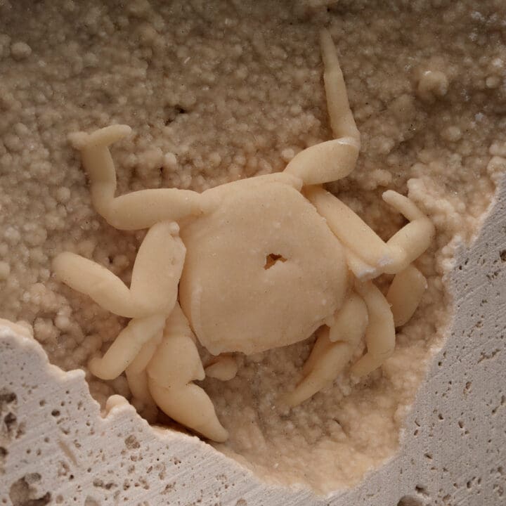 Potamon Crab in Travertine // 1.51 Lb. - Image 6
