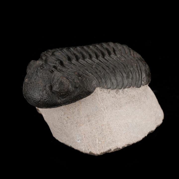 Drotops Megalomaniacus Trilobite Fossil From Morocco // 264 Grams - Image 2