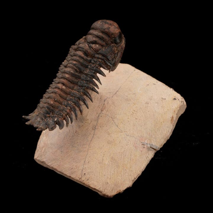 Crotacephalina Trilobite Fossil From Morocco // 185 Grams