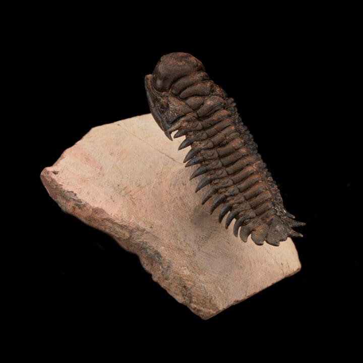 Crotacephalina Trilobite Fossil From Morocco // 185 Grams - Image 2