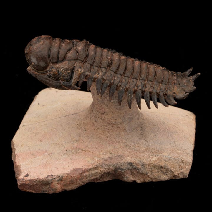 Crotacephalina Trilobite Fossil From Morocco // 185 Grams - Image 3
