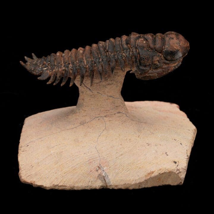 Crotacephalina Trilobite Fossil From Morocco // 185 Grams - Image 4