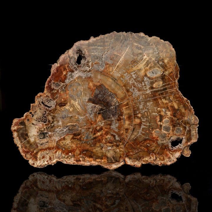 Petrified Wood Slab From Arizona // 16-1/2" Across - Image 2