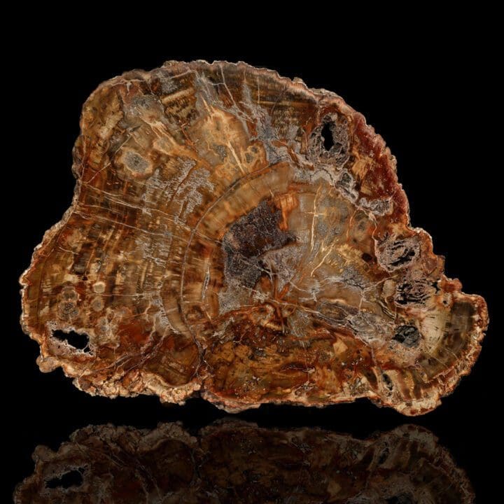 Petrified Wood Slab From Arizona // 16-1/2" Across