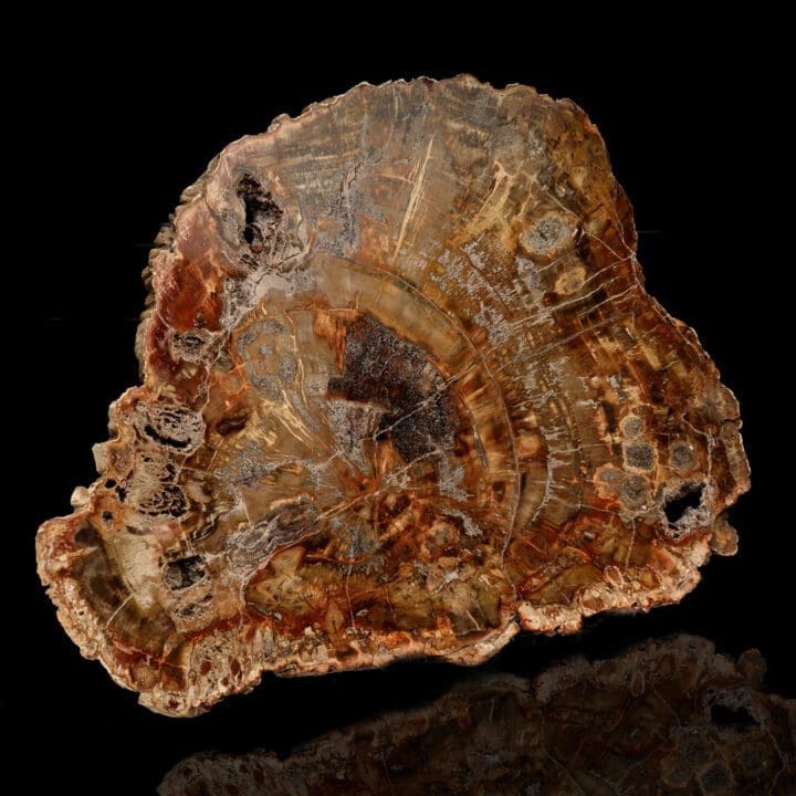 Petrified Wood Slab From Arizona // 16-1/2" Across - Image 4