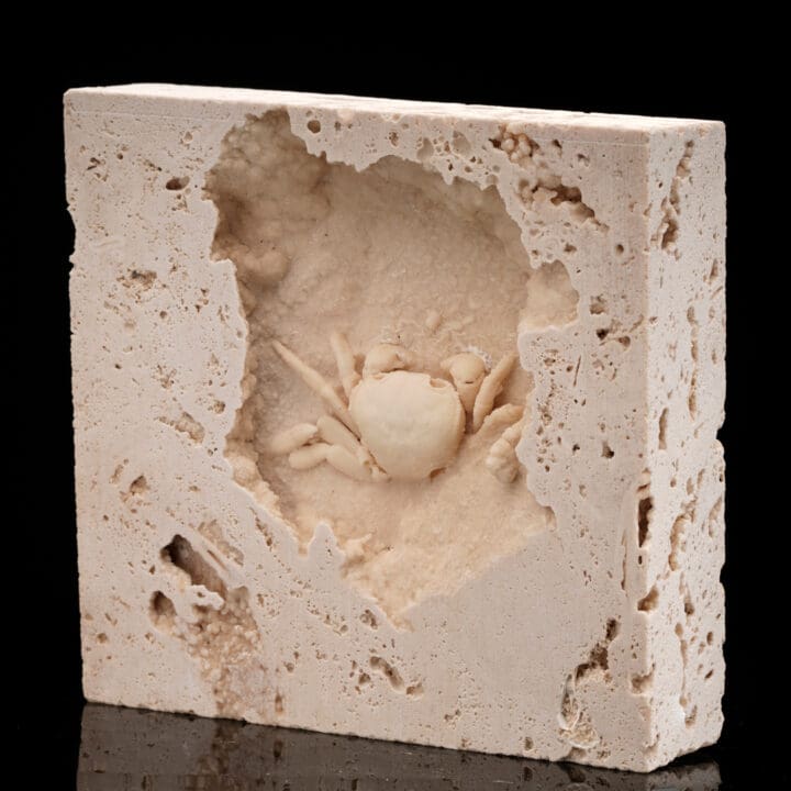 Potamon Crab in Travertine // 2.72 Lb. - Image 3