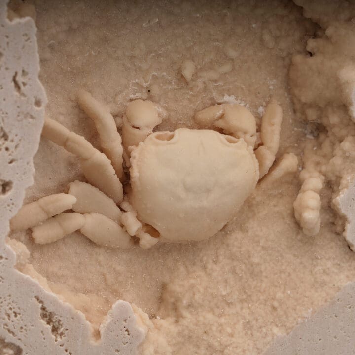 Potamon Crab in Travertine // 2.72 Lb. - Image 5