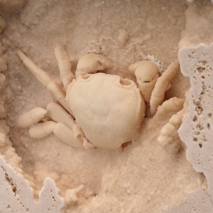 Potamon Crab in Travertine // 2.72 Lb. - Image 6
