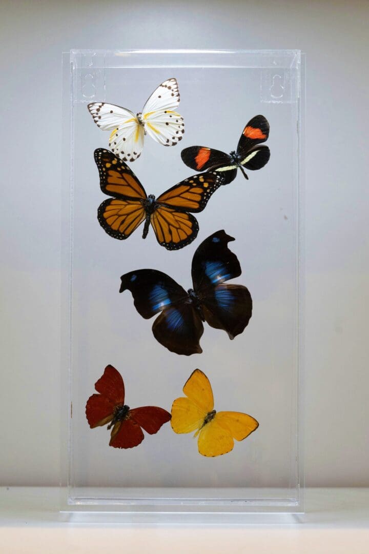 Butterflies in Display Box // Ver. 5
