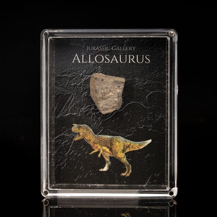 Allosaurus Fossil Box - Image 2