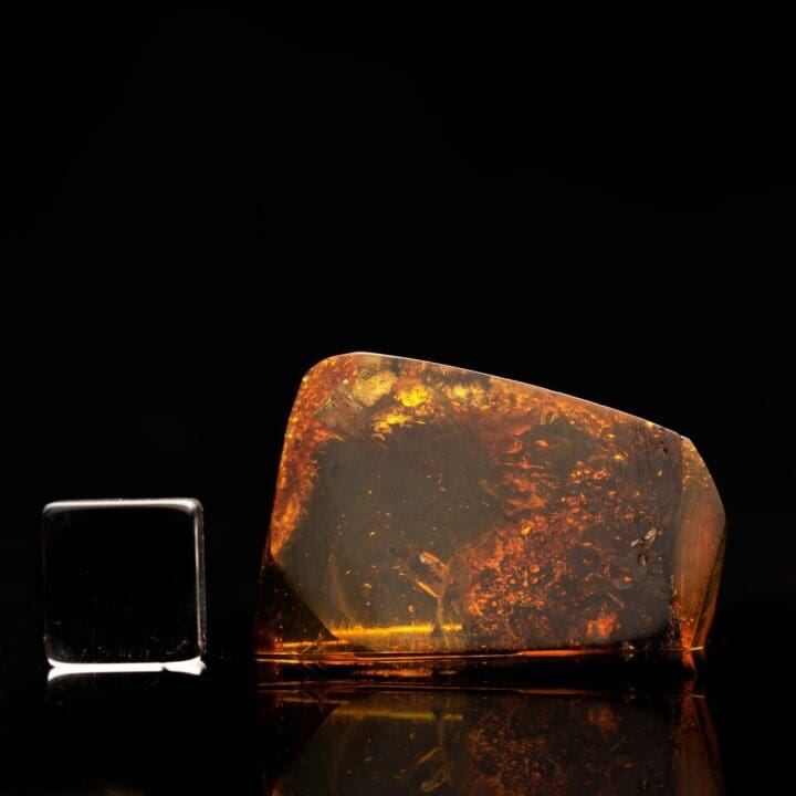 Amber with Fly and Termite // 7.02 Grams - Image 2