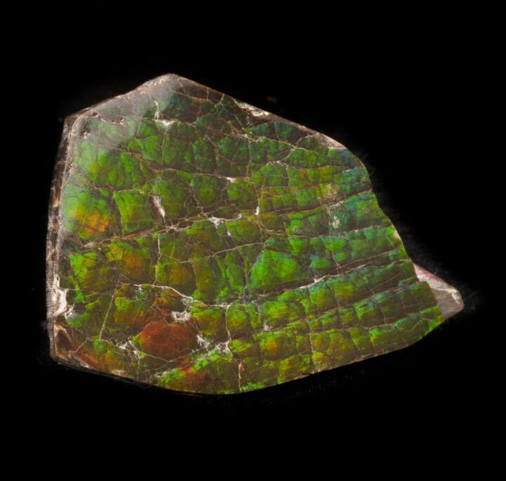 Ammolite Cabochon // 20.92 Grams - Image 2
