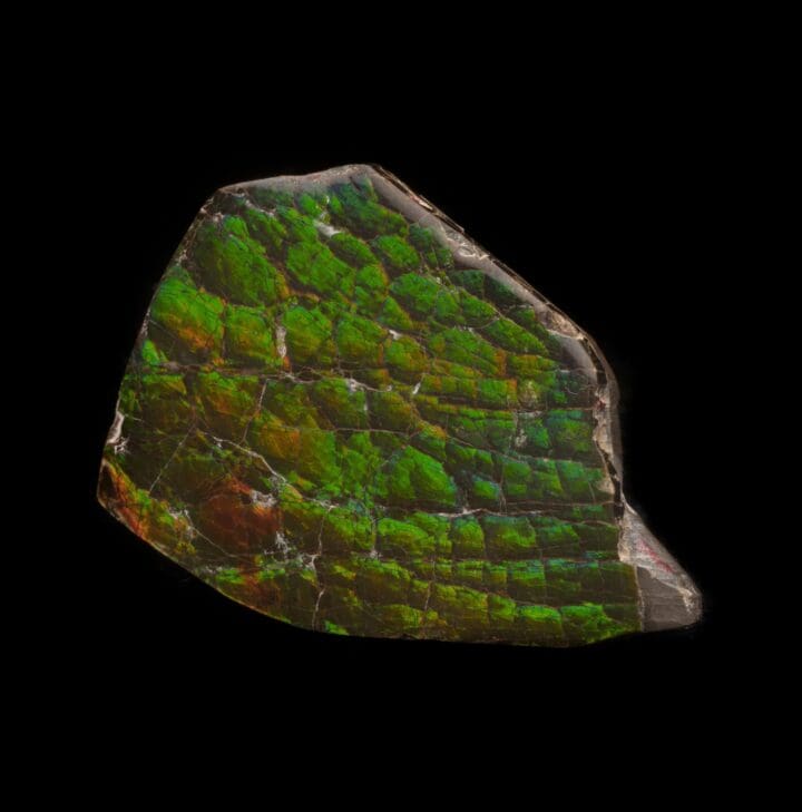 Ammolite Cabochon // 20.92 Grams - Image 3