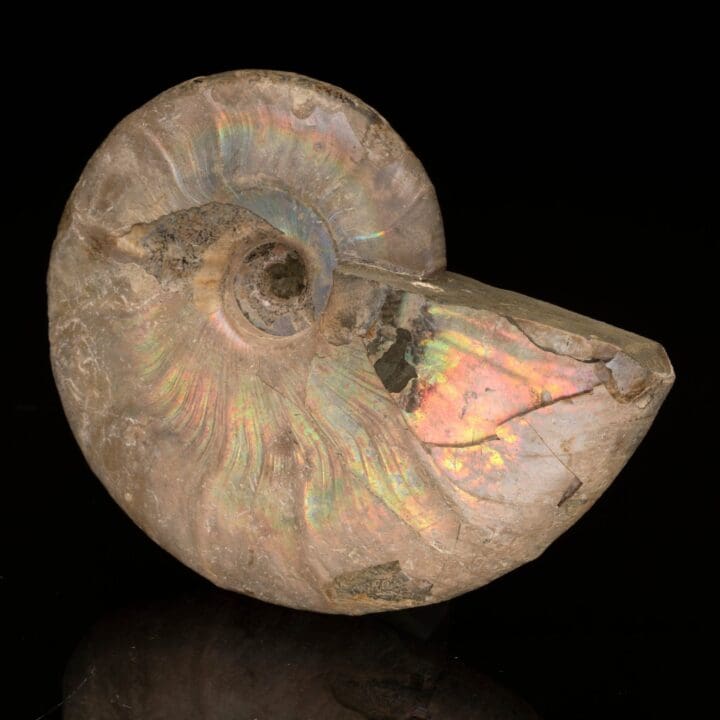 Ammolite From Madagascar // 403 Grams - Image 2