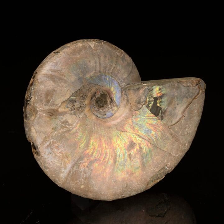 Ammolite From Madagascar // 403 Grams - Image 3