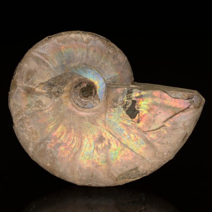 Ammolite From Madagascar // 403 Grams
