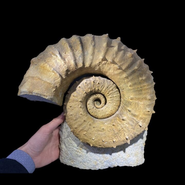 Ammonite - Image 4