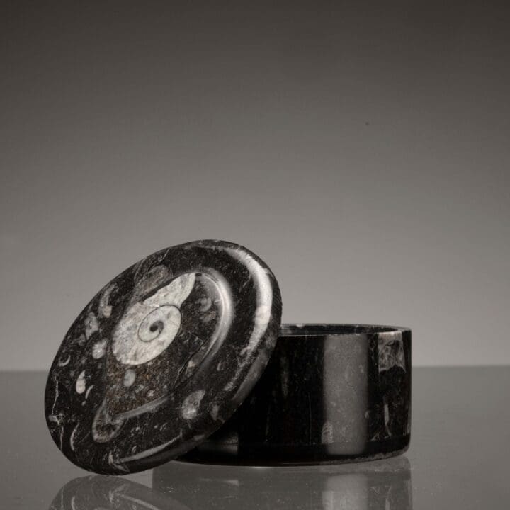 Ammonite and Belemnite Large Circular Container