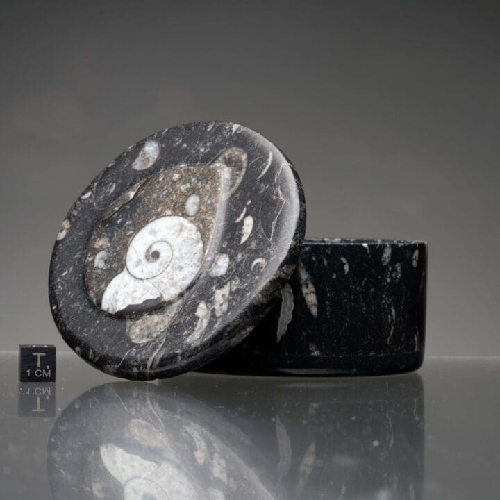Ammonite and Belemnite Large Circular Container - Image 2