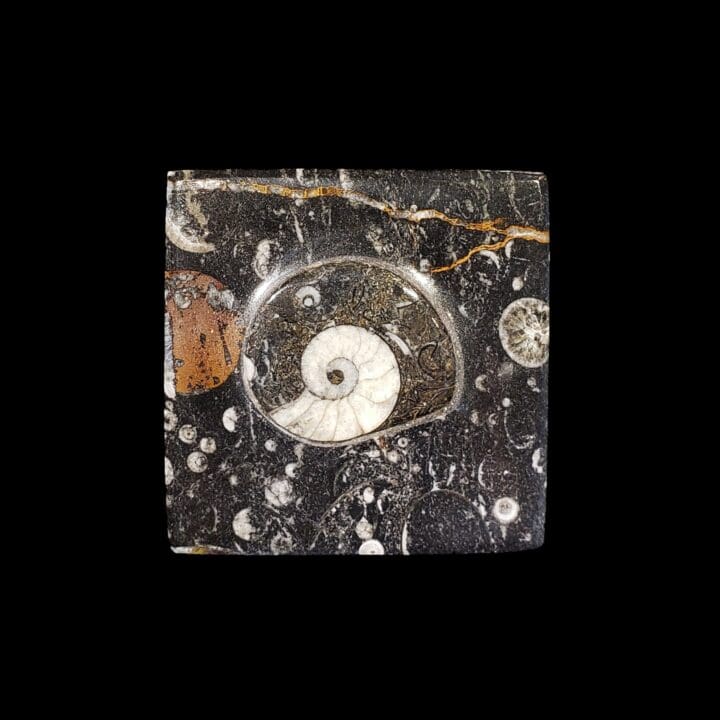 Ammonite and Belemnite Square Box // Ver. 1