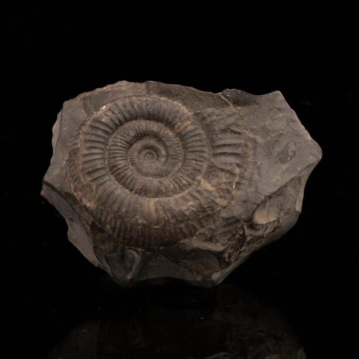 Ammonite Fossil on Matrix // 149 Grams