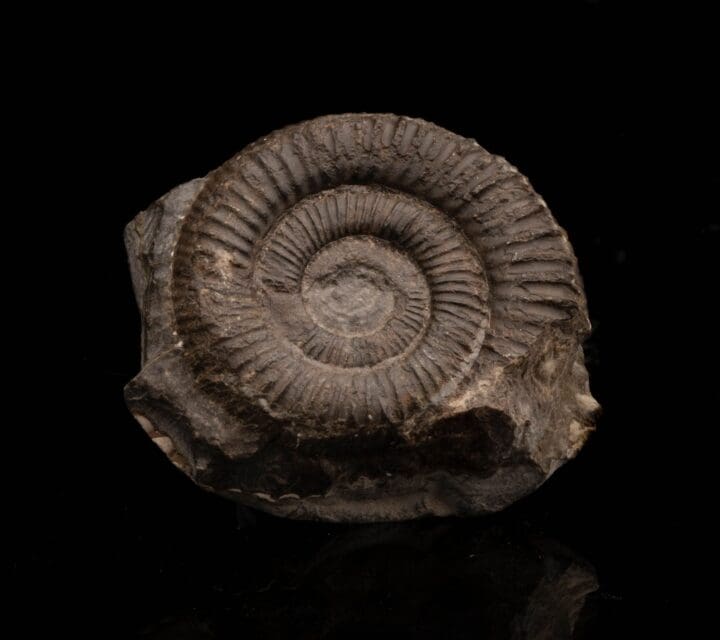 Ammonite Fossil on Matrix // 92.27 Grams