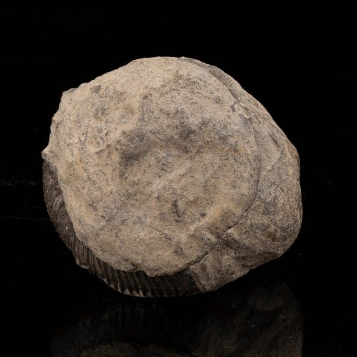 Ammonite Fossil on Matrix // Double Sided // 329.87 Grams - Image 2