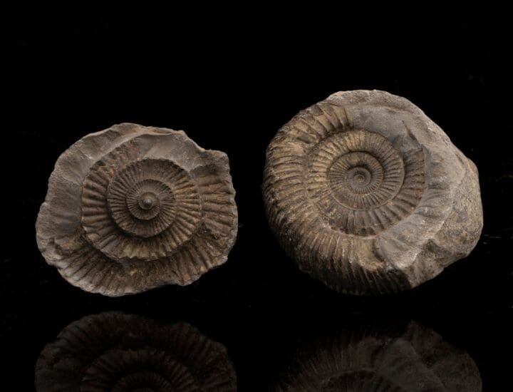 Ammonite Fossil on Matrix // Double Sided // 329.87 Grams