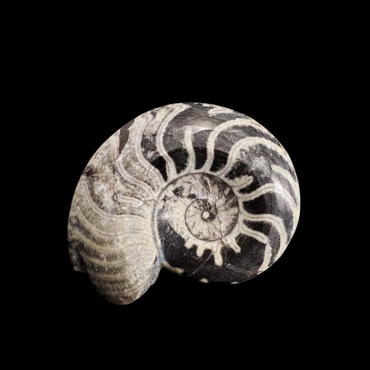 Ammonite - Goniatite