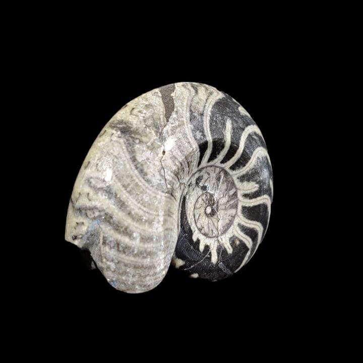 Ammonite - Goniatite - Image 3