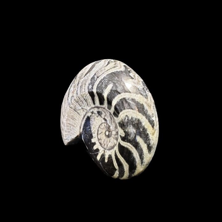 Ammonite - Goniatite - Image 2