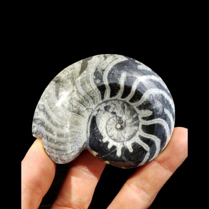 Ammonite - Goniatite - Image 4