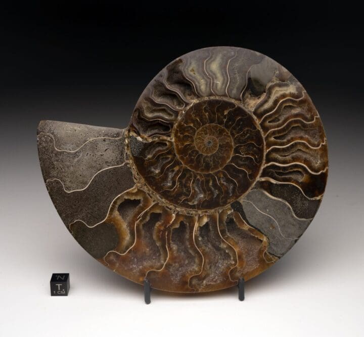 Ammonite Half // 1.41 Lb.