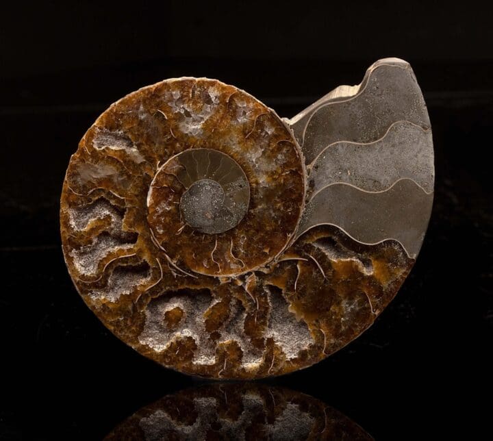 Ammonite Half // 187 Grams