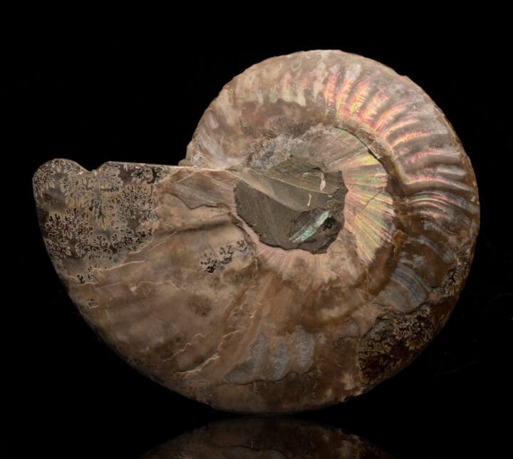 Ammonite Half // 187 Grams - Image 2